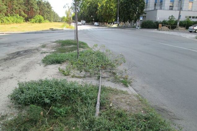 В Киеве вандалы сломали молодые липы: фотофакт