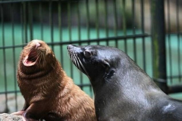 Прелести оккупации: в Крыму невоспитанные туристы убили тюленя