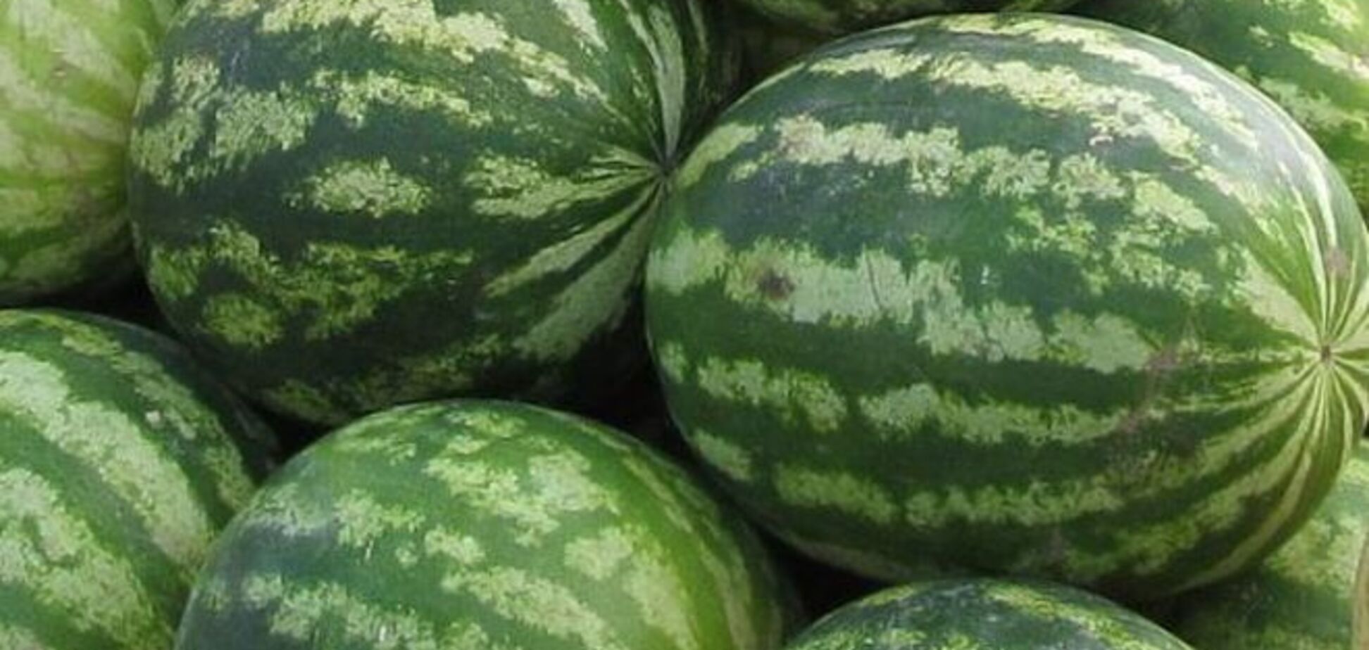 В Киев привезли подорожавшие арбузы