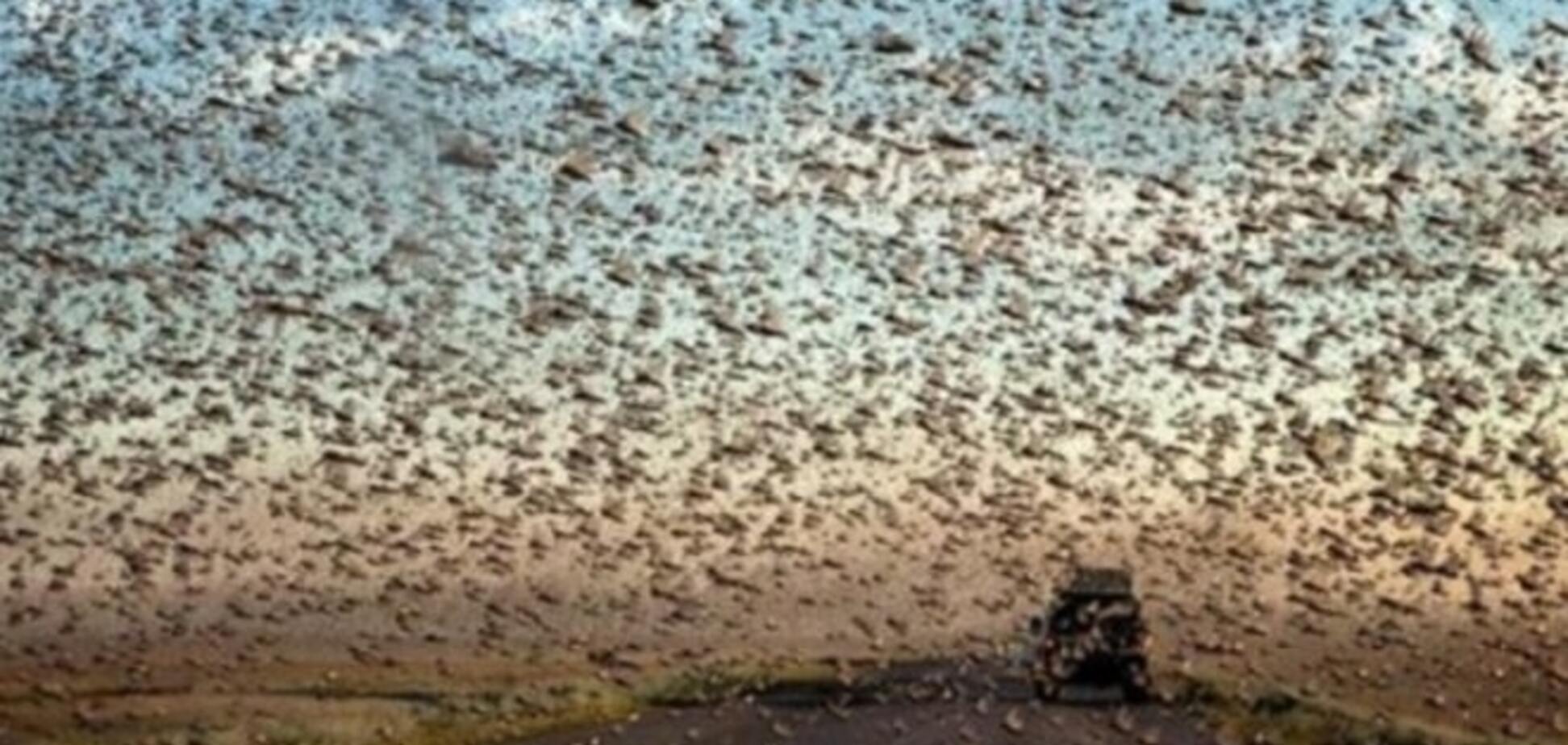 Божья кара: легионы азиатской саранчи напали на юг России – видеофакт