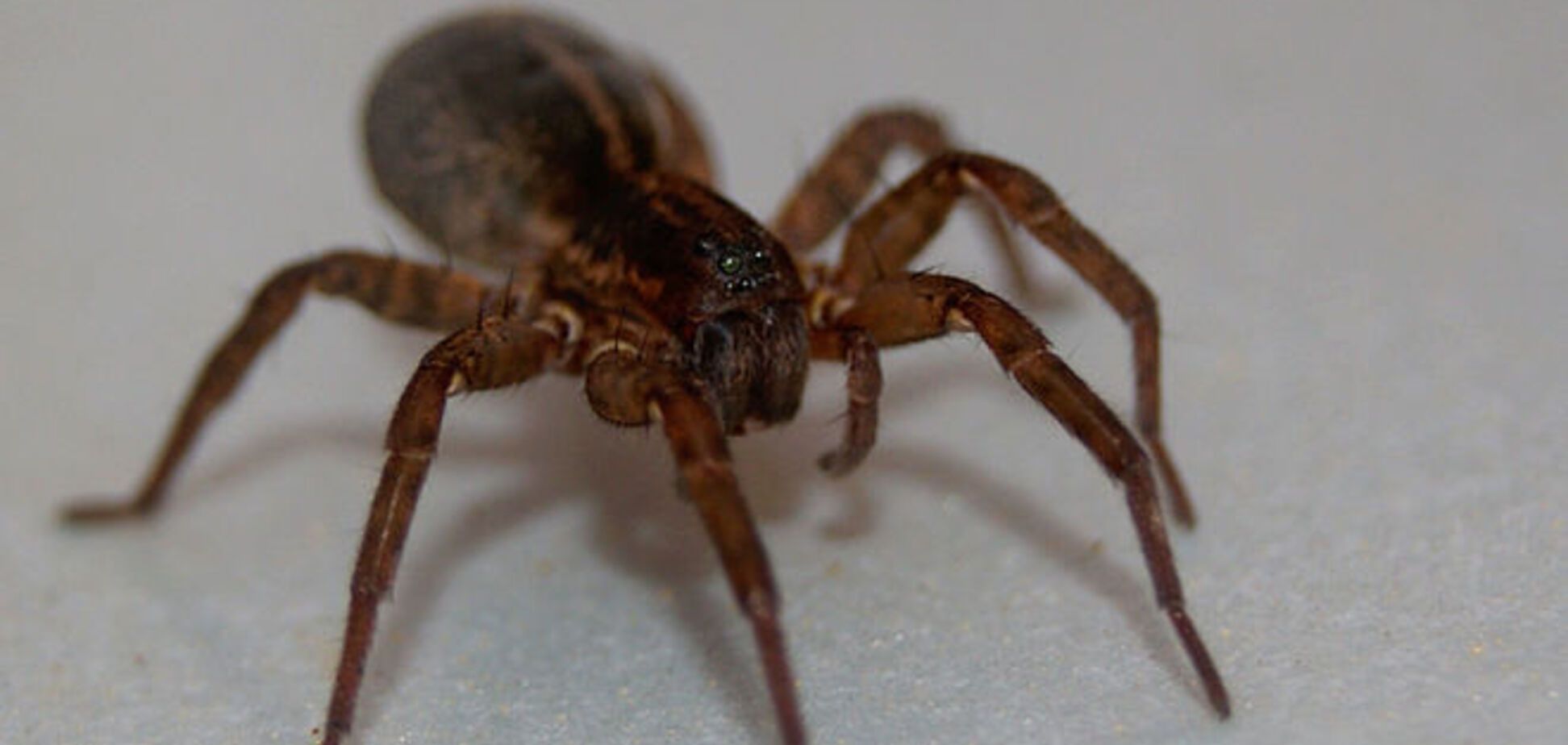 Определен простой способ, как заметить слежку паука-волка: видеофакт