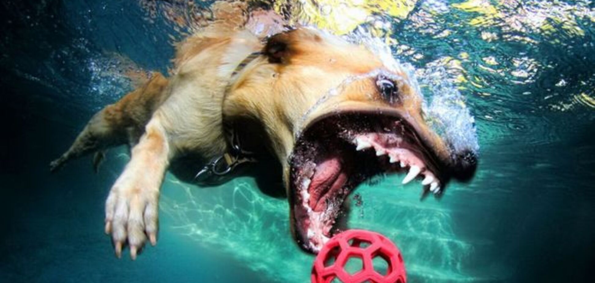 'Собаки под водой': невероятно забавные снимки ныряющих псов