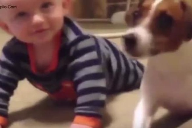 Пес научил малыша ползать: милое видео