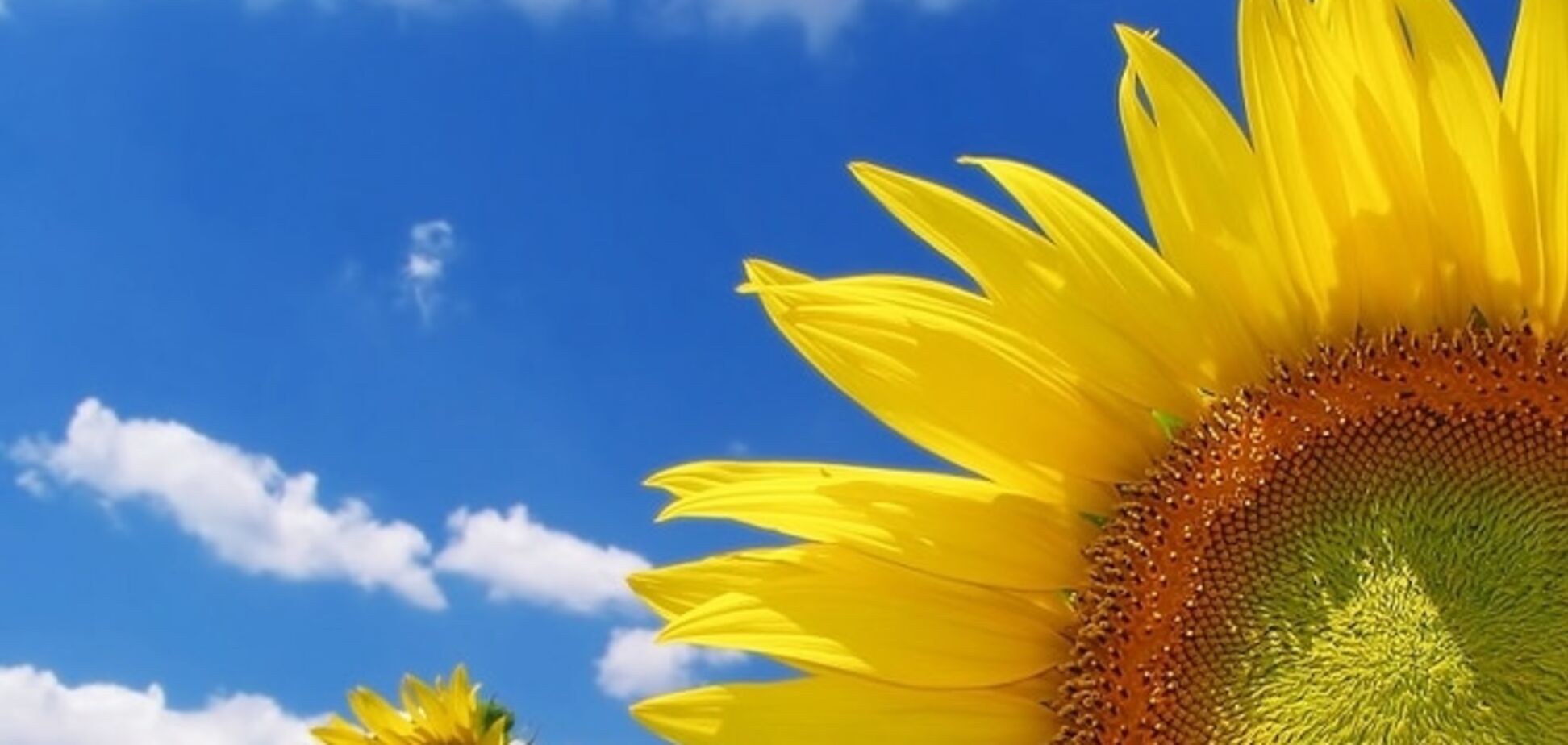 Жара не отступает. Украинцев опять ждут +37