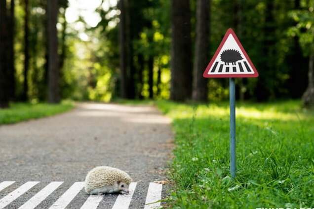Как в Литве заботятся о ежах и котах: дорожные знаки для животных