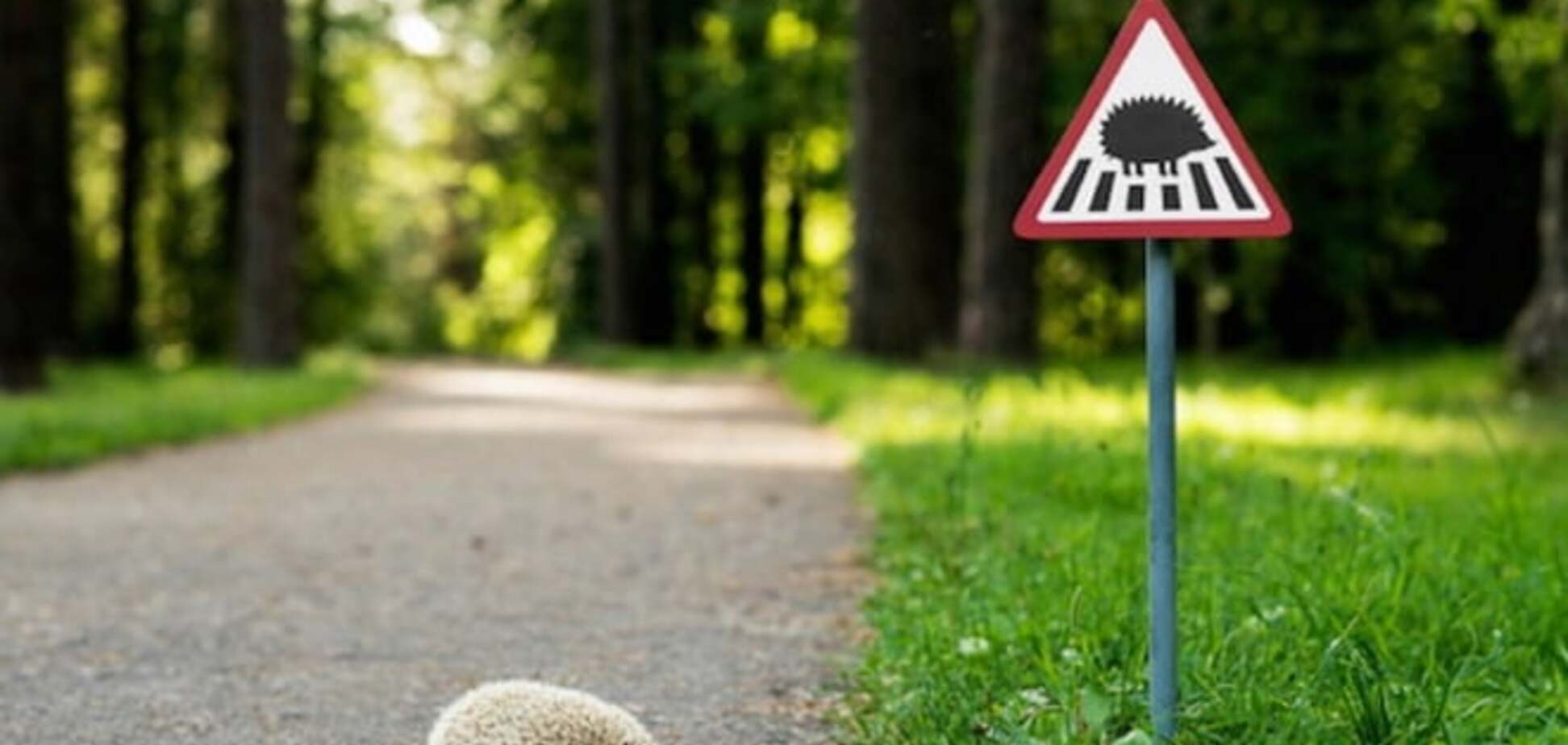 Как в Литве заботятся о ежах и котах: дорожные знаки для животных