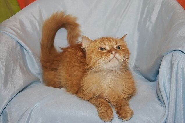 Заботливая украинка приютила 160 котов: трогательные истории