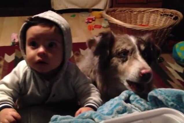 Умный пес научился говорить 'мама' раньше малыша: видеофакт