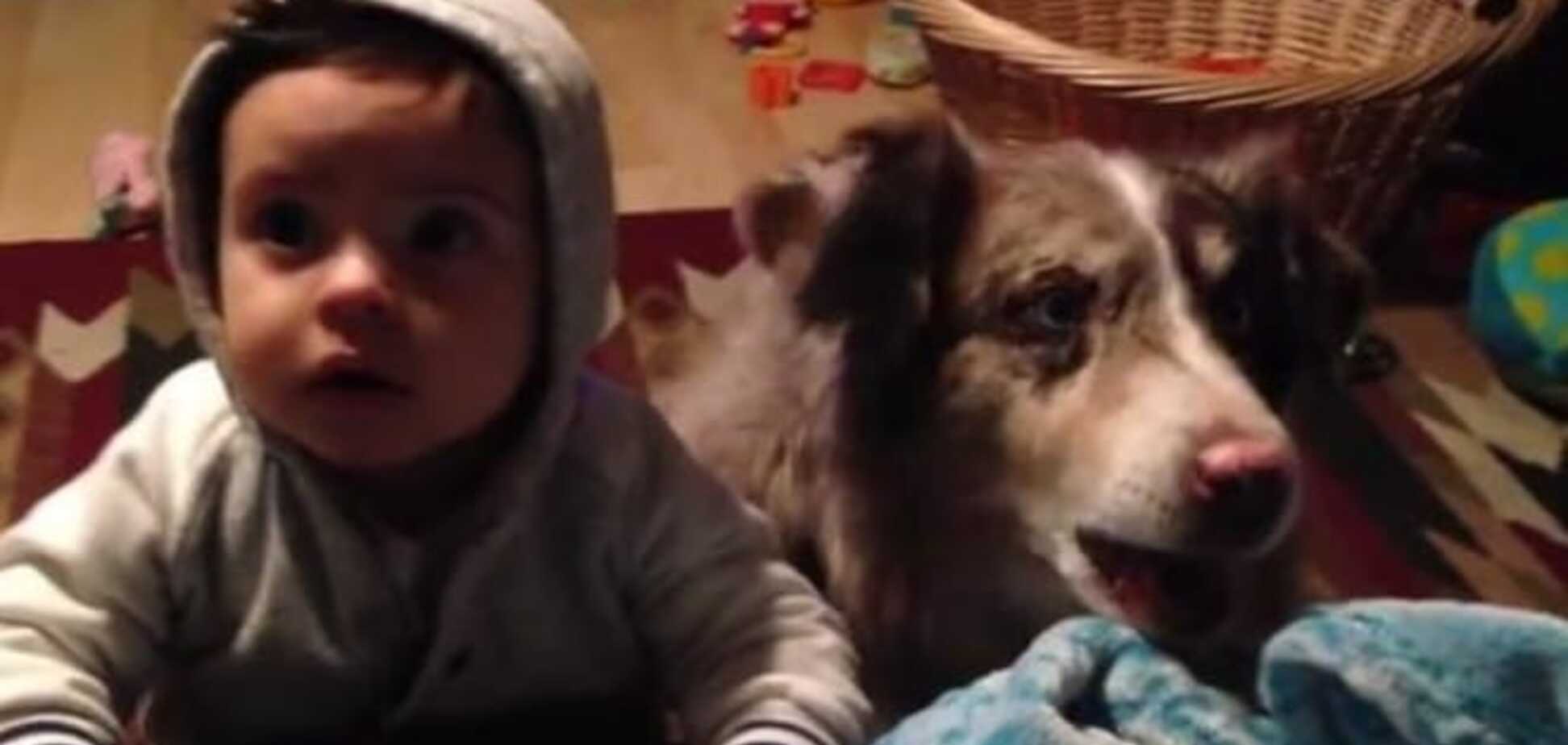 Умный пес научился говорить 'мама' раньше малыша: видеофакт