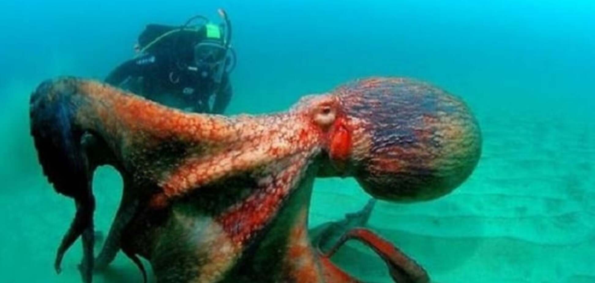 Чудовища из бездны: 20 поразительных фото обитателей морских глубин