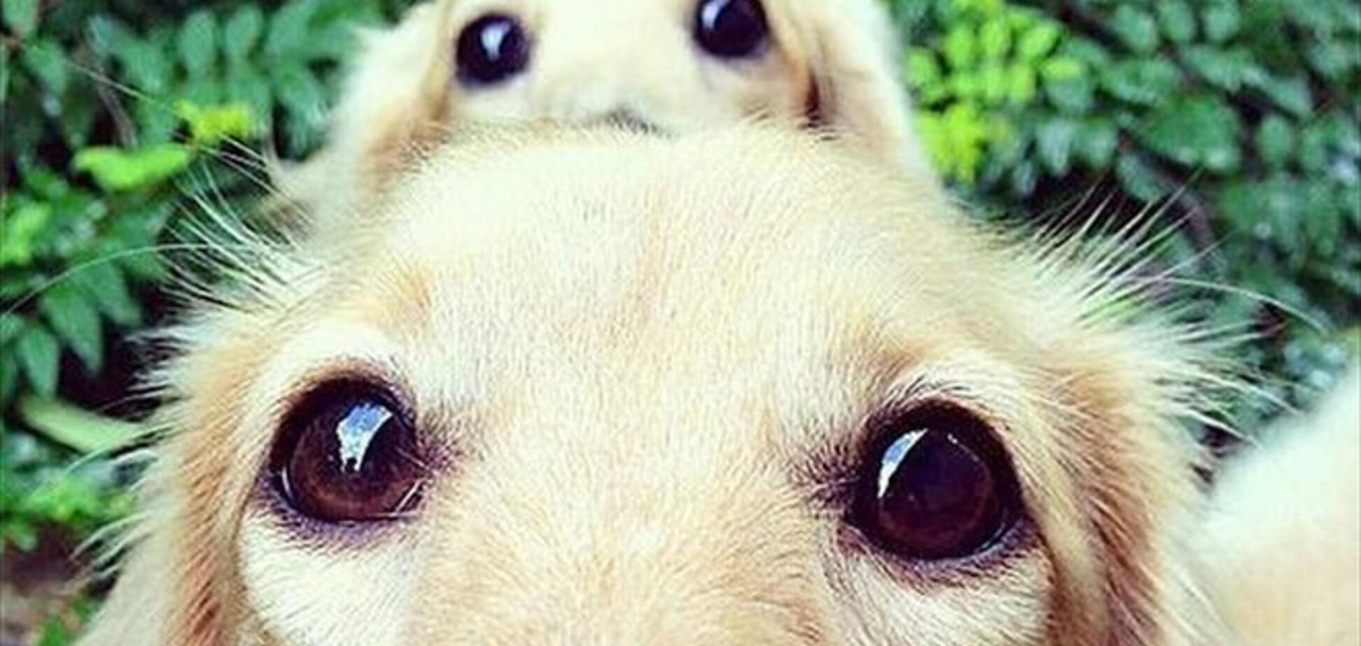 Mini me: 15 взрослых собак и их милые уменьшенные копии