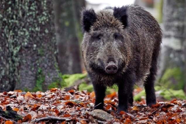 Кабан-екстрасенс зробив несподіваний прогноз по ЧС-2018