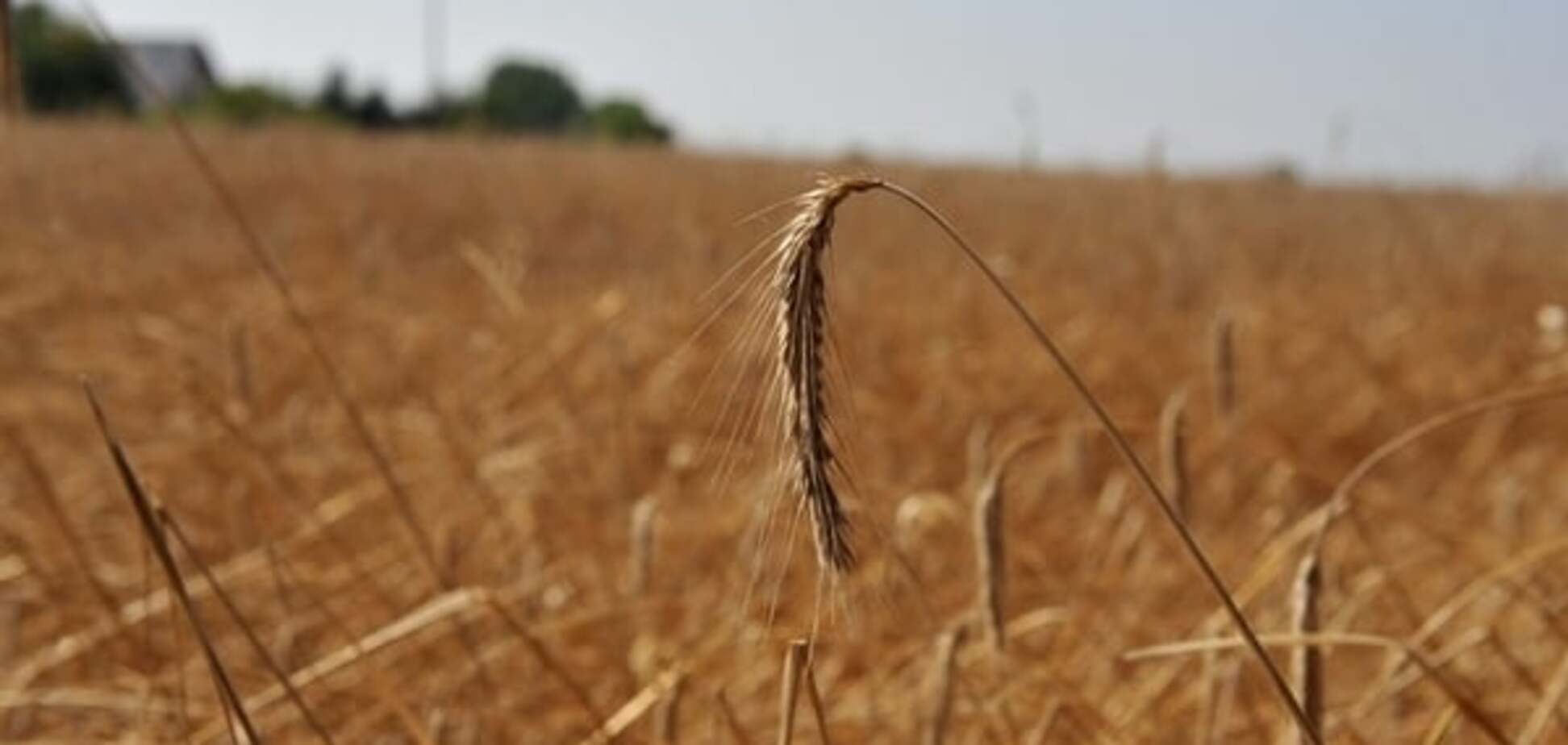 Падение рубля взвинтило цену на пшеницу