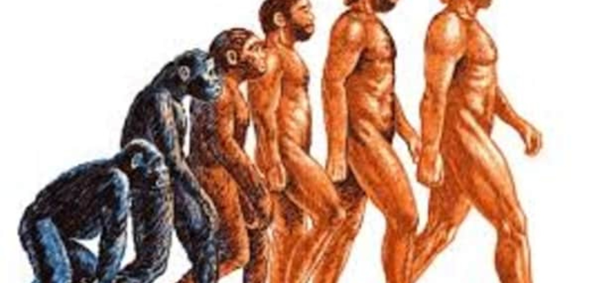 Археологи рассказали, как в ходе эволюции изменился человек