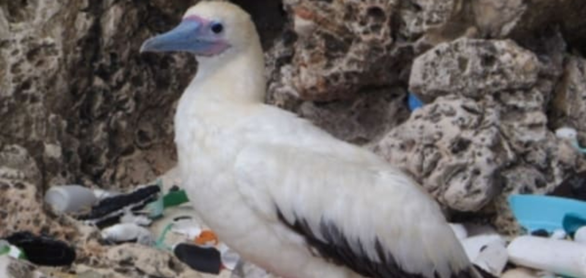 Ученые: желудки 90 процентов морских птиц забиты пластиком