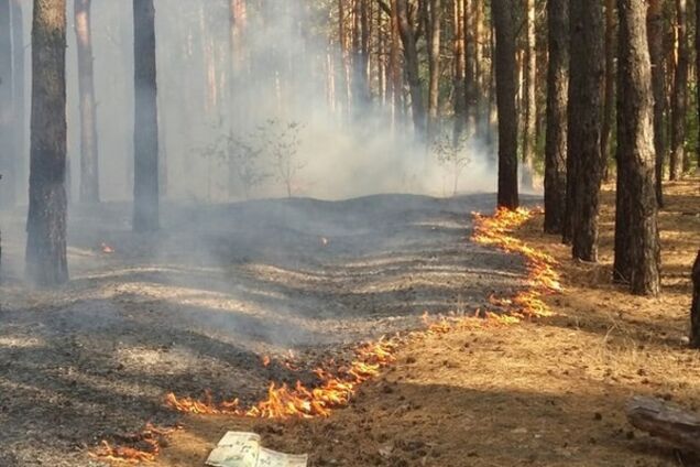 У Києві горить ліс на Троєщині