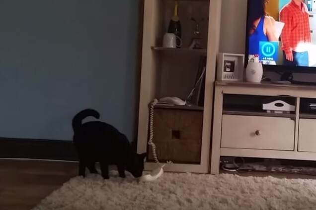 Кот на проводе: в звезды YouTube выбивается пушистый 'секретарь' с телефоном