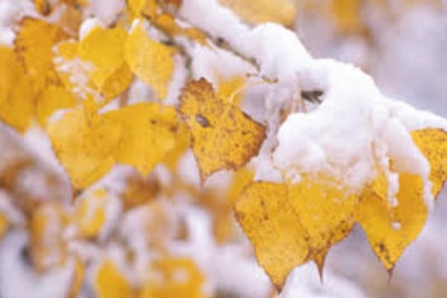 Синоптики удивили прогнозом, когда в Украине выпадет первый снег