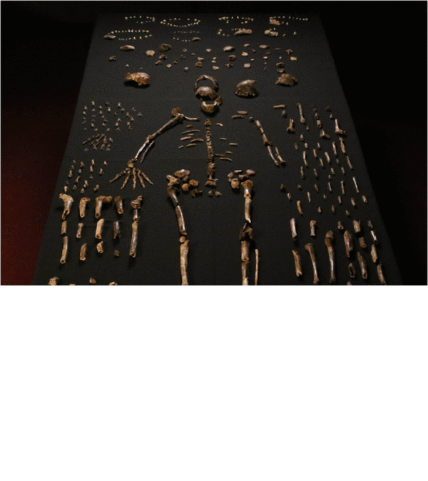 В Африке нашли останки неизвестного предка человека: опубликованы фото