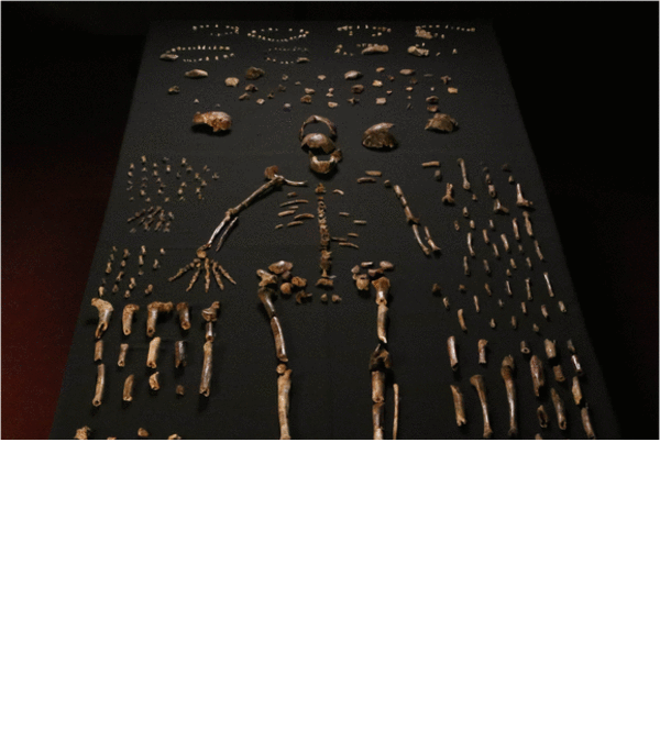 В Африке нашли останки неизвестного предка человека: опубликованы фото