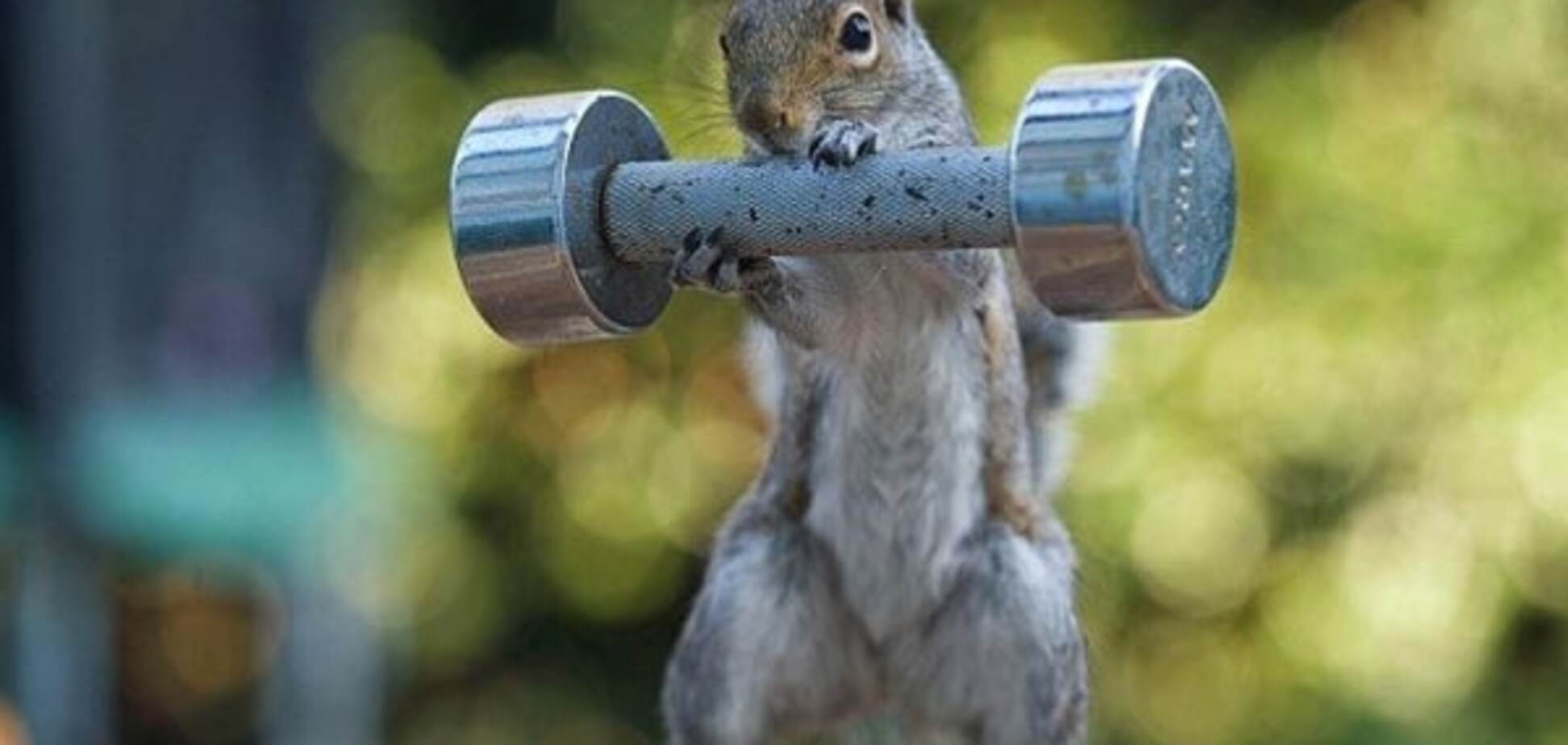 Чемпион среди животных: топ-10 самых сильных зверей на планете