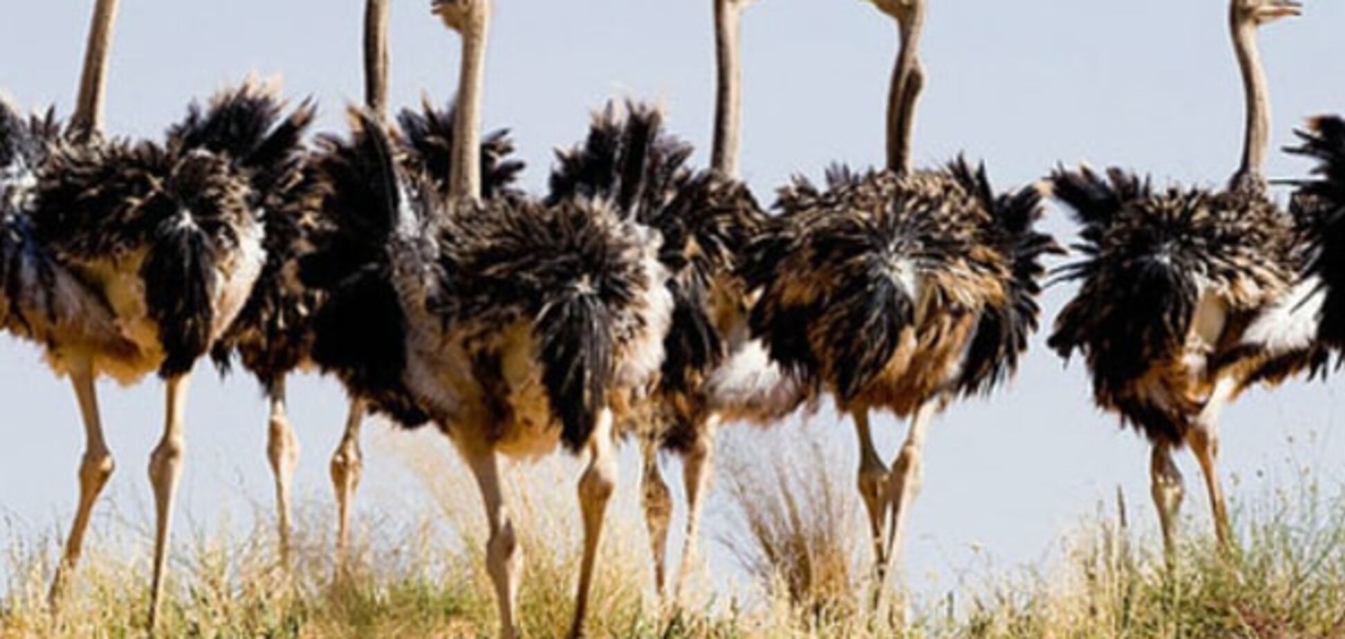 Премия Страуса: Железный Арсений, в России секса нет и прозрение в 'ДНР'