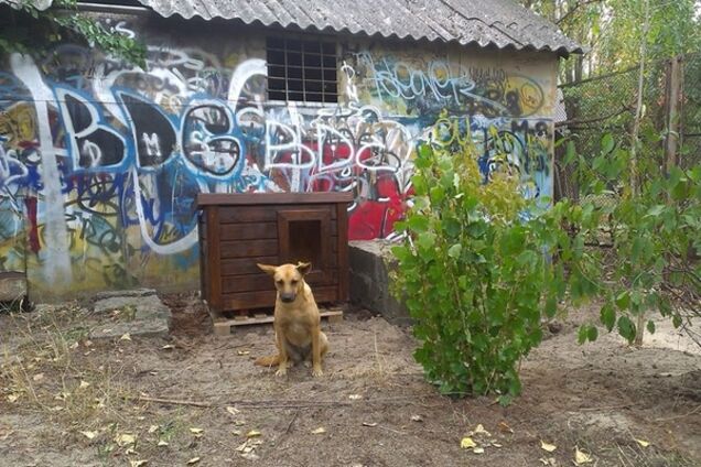 В Киеве неизвестные сожгли будку бездомного пса