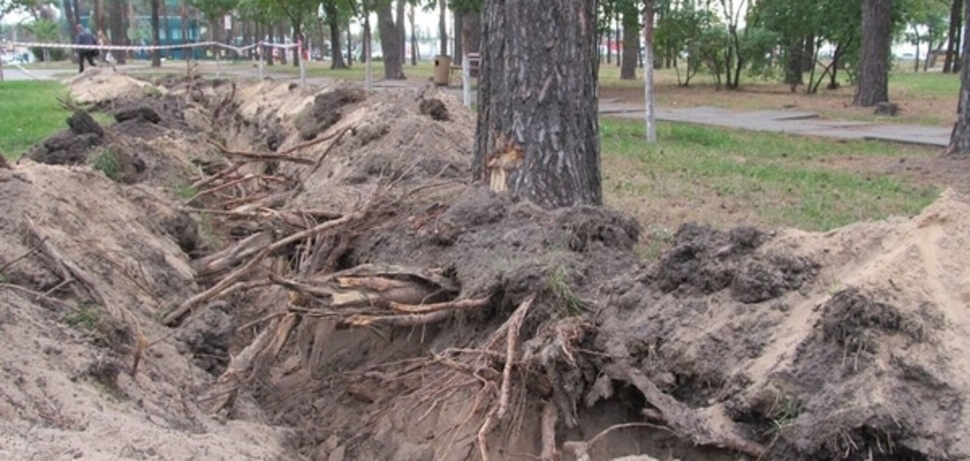 У київському парку комунальники масово 'підрили' дерева: фотофакт