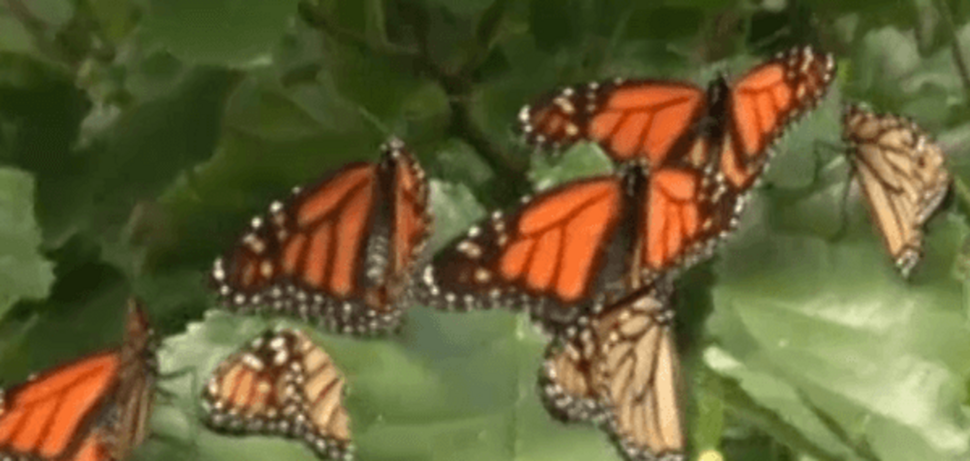 Ефект метелика: США заполонили крилаті мігранти. Відеофакт