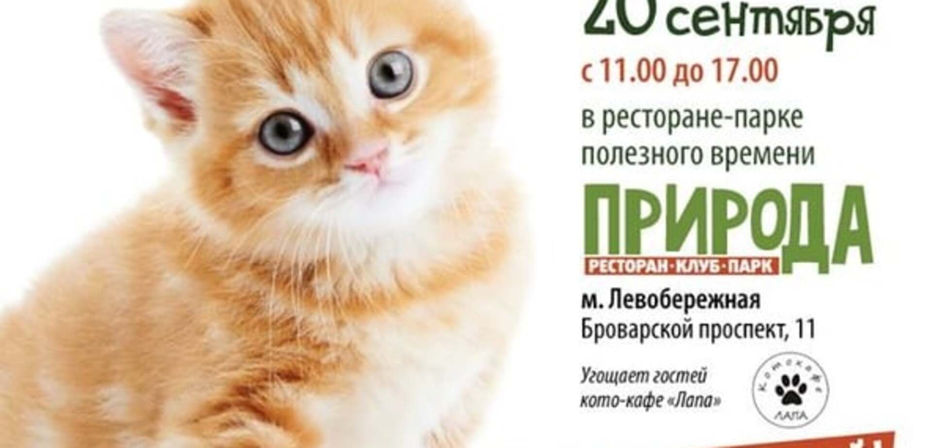 Кому кота? В Киеве проведут благотворительный Фестиваль котиков