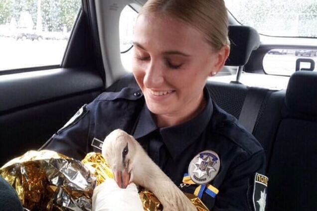 В Киеве полицейские спасли обессиленного аиста: фотофакт