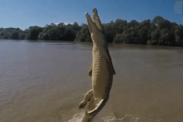 National Geographic показал редкое видео 'полета' крокодила