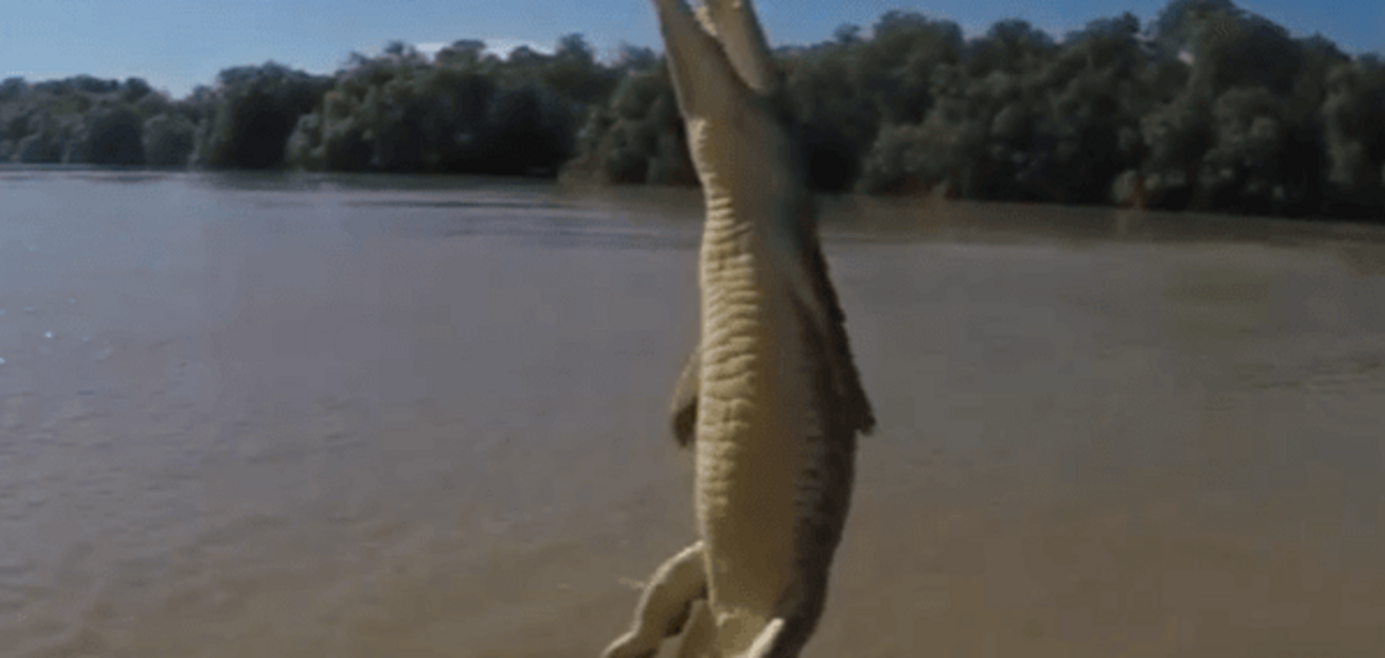 National Geographic показал редкое видео 'полета' крокодила