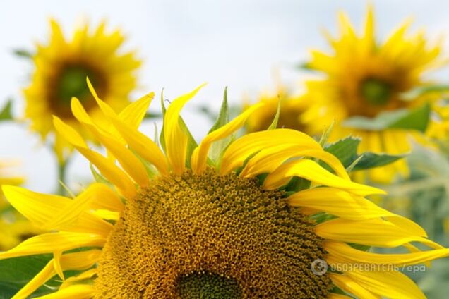 Болевой шок: что происходит с украинским экспортом