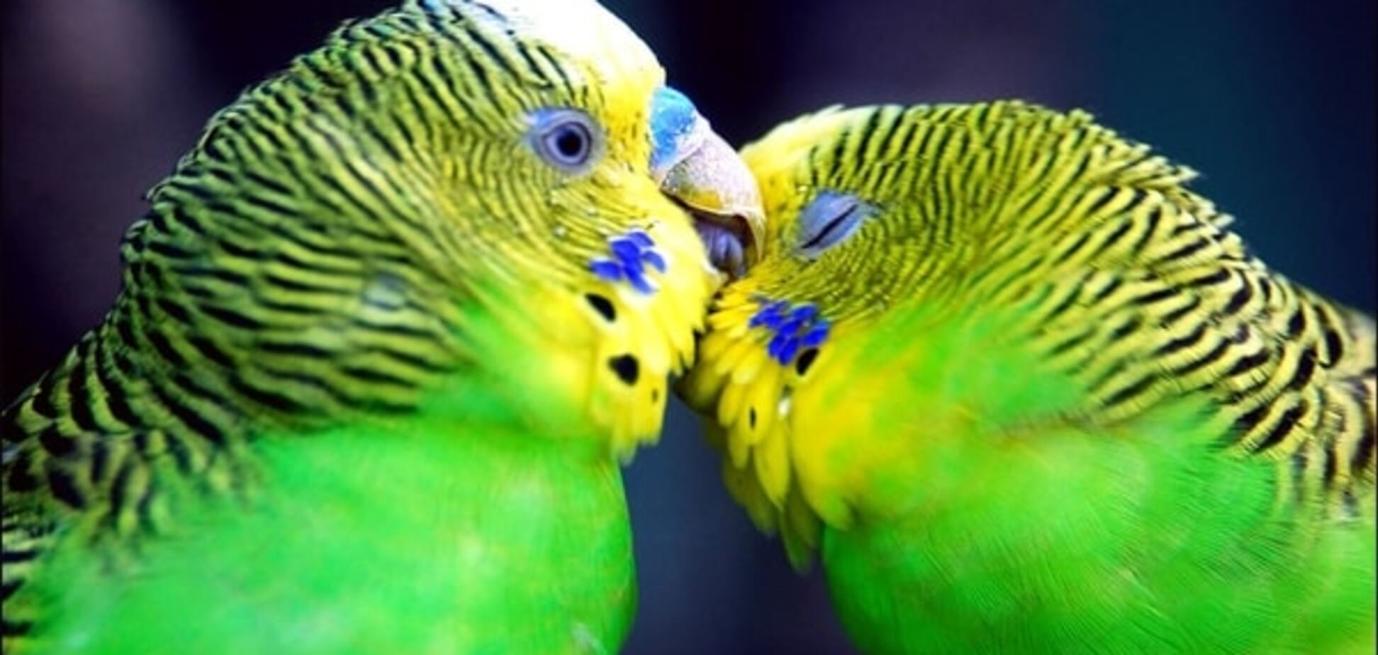 Нехитрая наука: птицы помогли биологам понять, что такое любовь