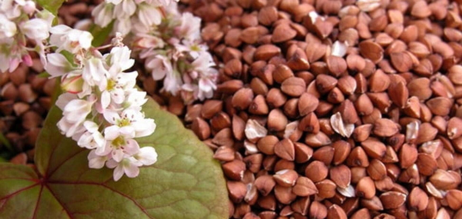 Аграрний фонд виконує програму по зерну і докуповує гречку