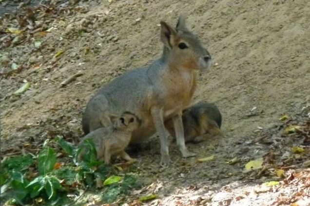 В зоопарке Межигорья родились 'необычные зайцы': фотофакт