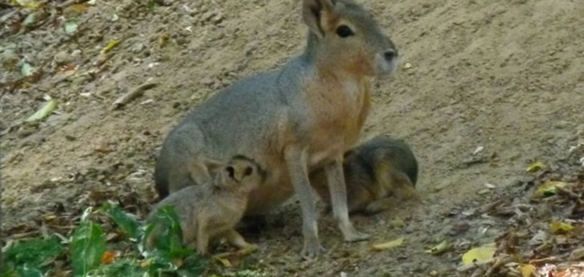У зоопарку Межигір'я народилися 'незвичайні зайці': фотофакт