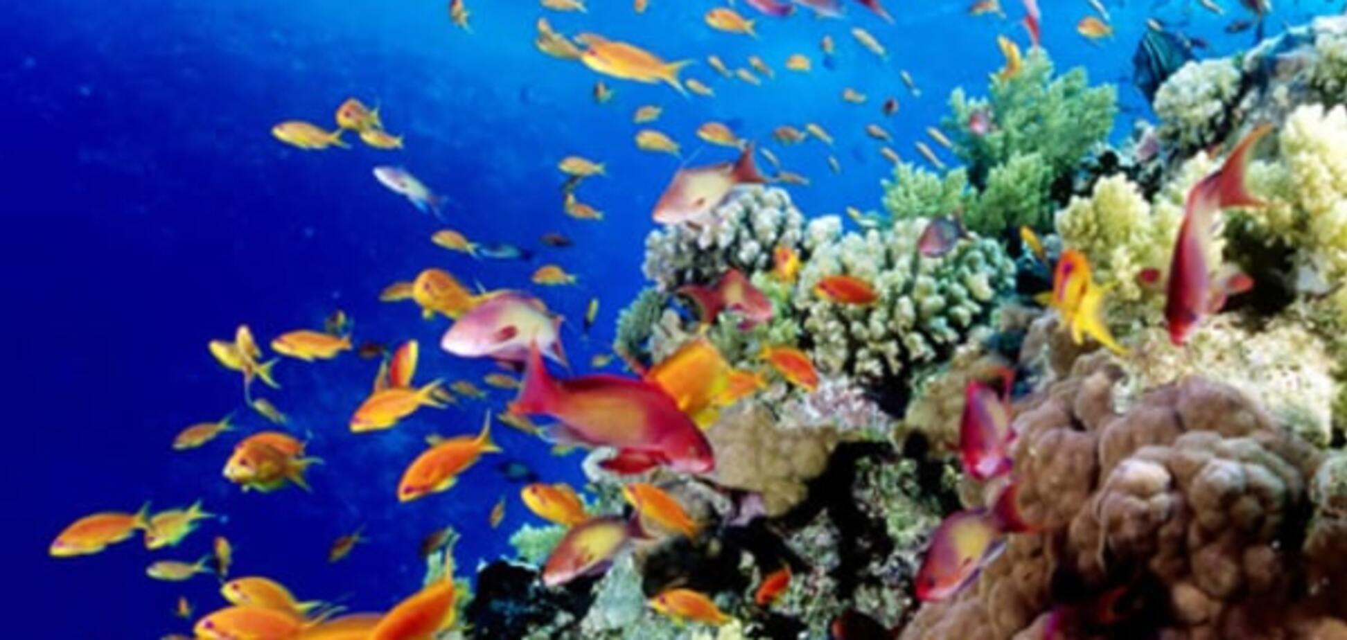 С 1970 года число морских существ в мире сократилось вдвое