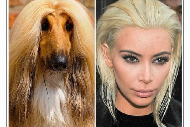 Кардашьян-овчарка и Рианна-лама: в сети нашли 'двойников' знаменитостей