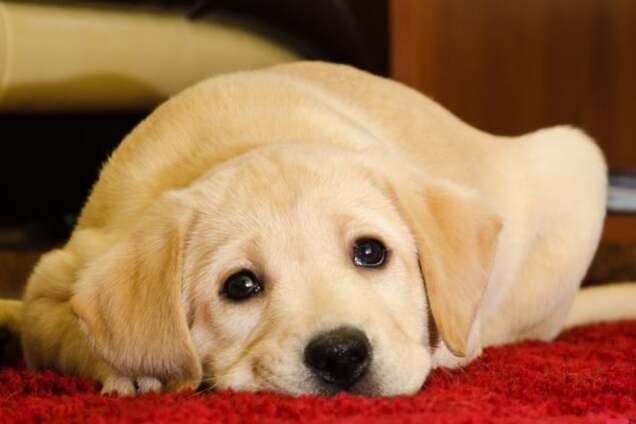 Сеть покорило невероятно трогательное видео с собакой, которая просит прощения