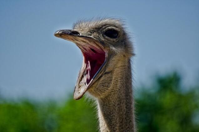 Премия 'Страуса': Богомолица 'Путин', подстава для Сильвио и голограмма Гафта