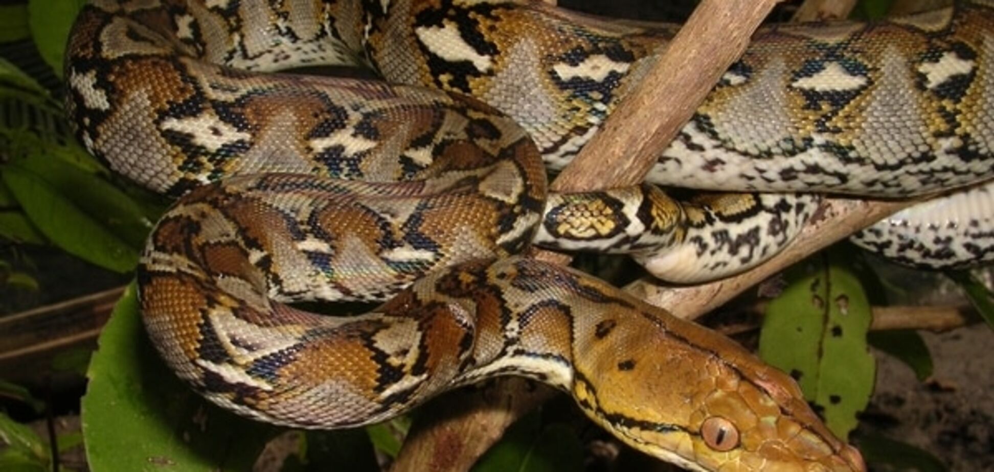 В Киевском зоопарке появятся гигантские змеи