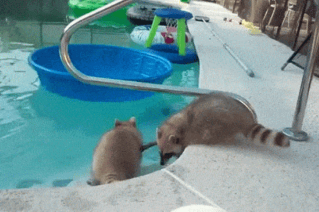 Веселое видео с енотом, который не хочет, чтобы его брат купался