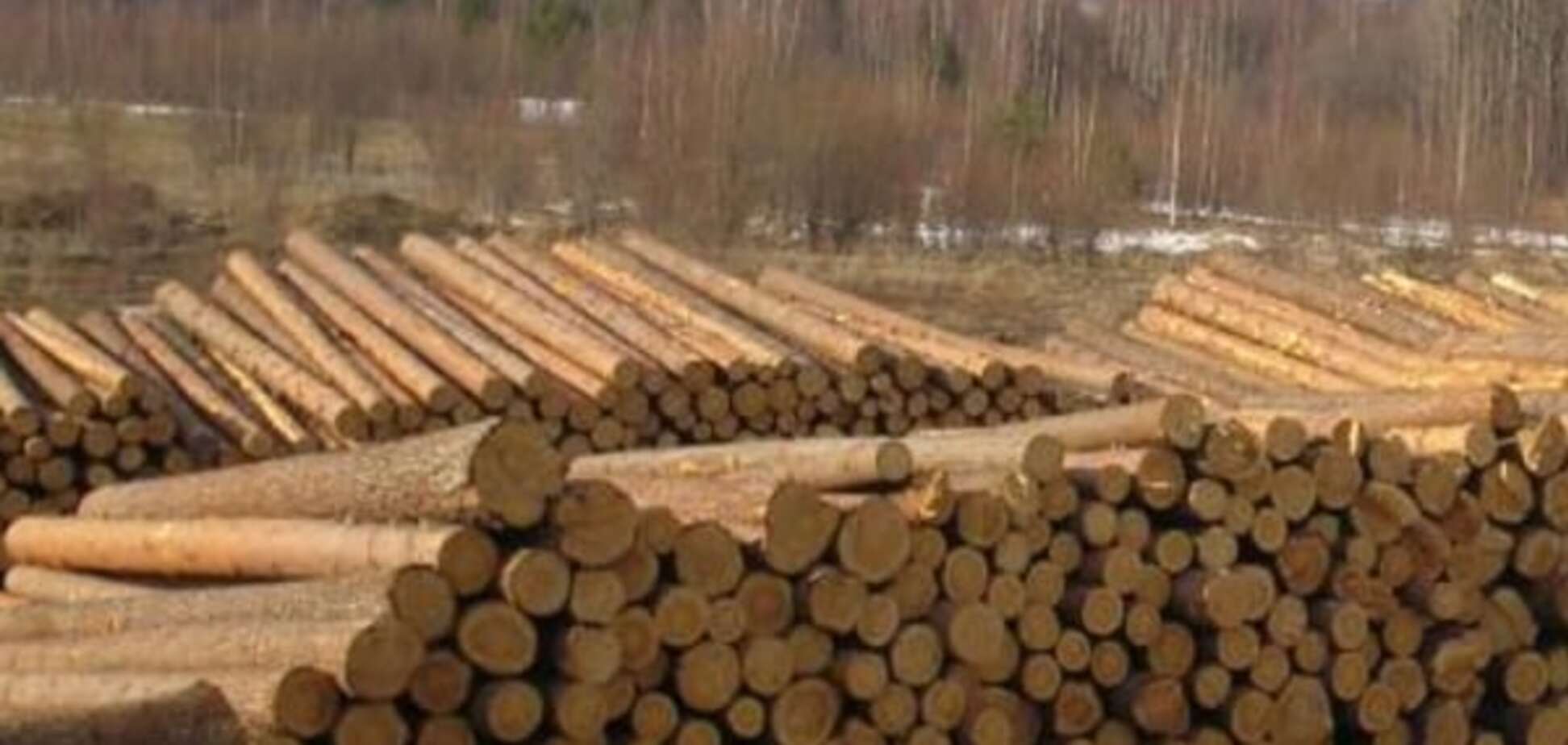Москаль запретил экспорт леса из Закарпатской области