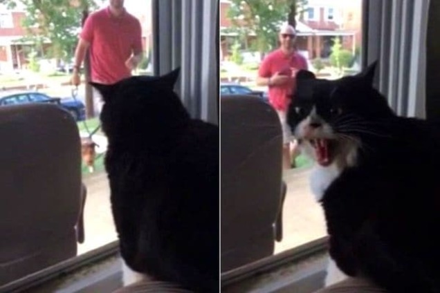Смешная реакция истеричного кота, который недоволен, что хозяин решил завести собаку