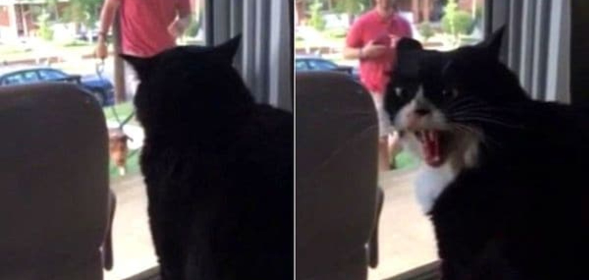Смешная реакция истеричного кота, который недоволен, что хозяин решил завести собаку