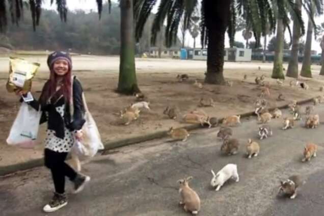 Інтернет підкорив 'острів кроликів': опубліковано відео