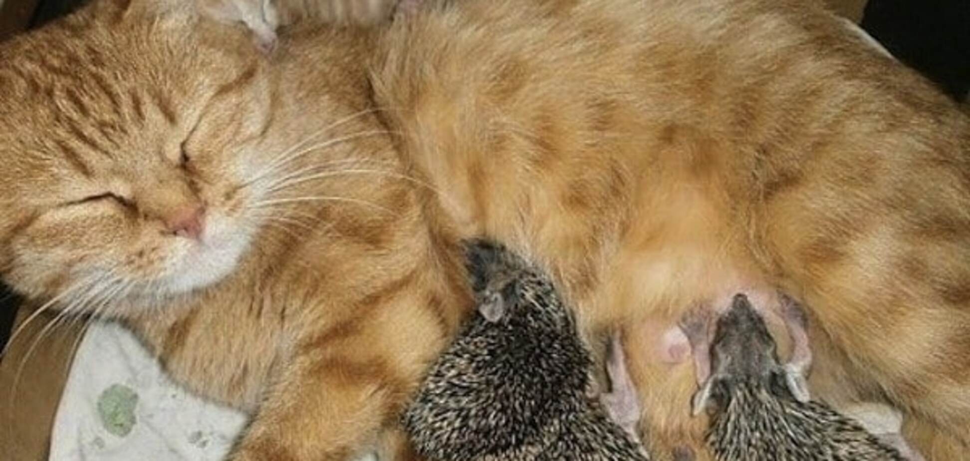 Чужих детей не бывает: кото-ежиная семья покорила сеть. Трогательные фото и видео