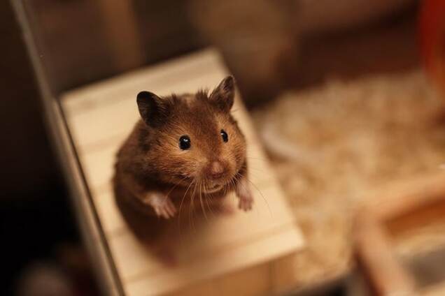 Интернет покоряют 'мимимишные' хомяки: опубликованы фото
